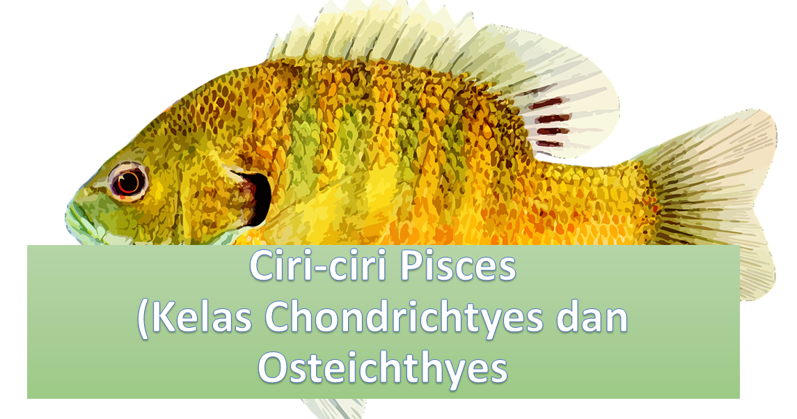 Ciri ciri Pisces  Kelas Chondrichtyes dan Osteichthyes BSB