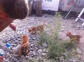 gambar anak-anak kucing di Afghanistan