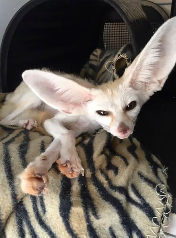 Vegan Woman Made Her Fennec Fox Become Vegan, And Here Are The Results