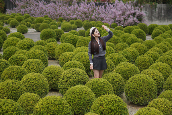 彰化田尾波波草細葉七里香園，抹茶丸子、許願藤花瀑、麝香木好拍