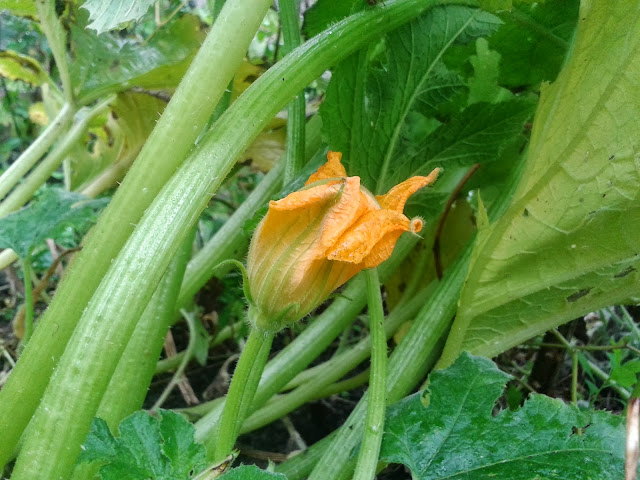 Garden 76sunflowers