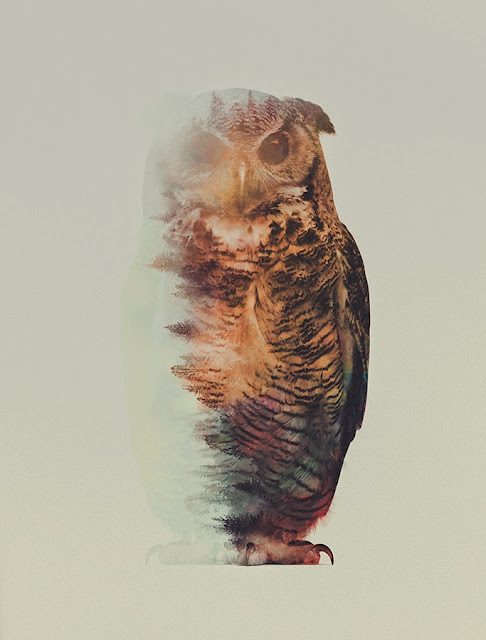 Andreas Lie Owl Double Exposure