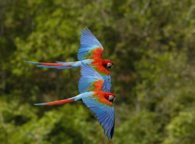 Parrot Couple in Love Hd Wallpapers