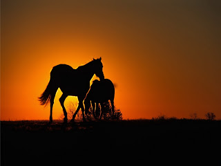 Horses and Sunset wallpaper