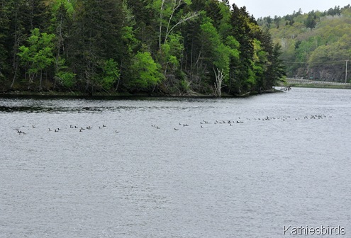 1. Cormorants in river DSC_0032