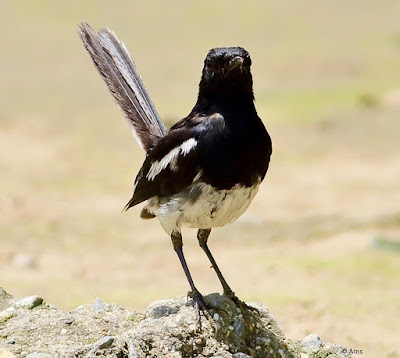 Oriental Magpie-Robin