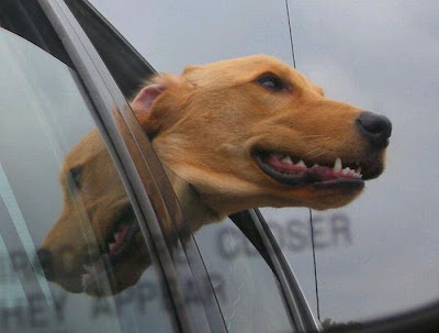 Funny Dog Faces at 50 MPH Seen On www.coolpicturegallery.us