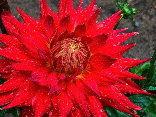 Dahlia Gardens at Haywood Community Gardens