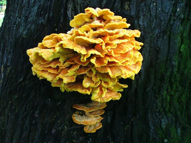 Laetiporus sulphureus