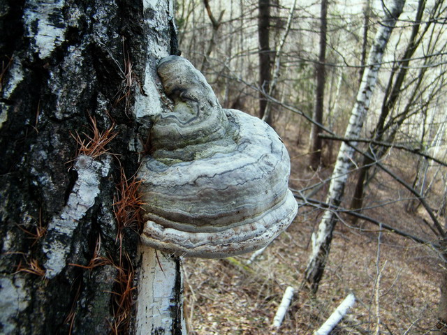 Fomes fomentarius