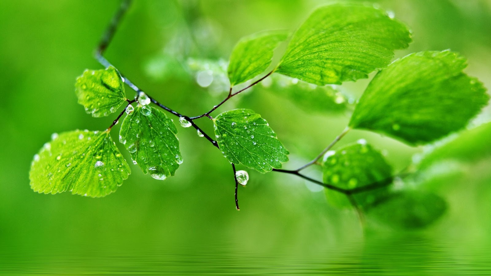 Water Drops On Leaves Hd Desktop Wallpapers For Android Top Level