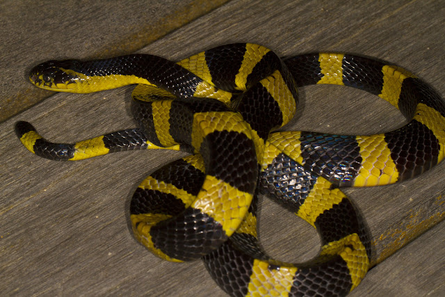  Ular  Asli Indonesia Ular Welang  Bungarus fasciatus 