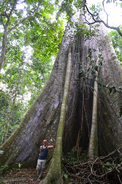 Guyane, Saül, village dans la foret tropicale, foret, oiseaux, faune et flore, calme, air Guyane, randonnée Guyane