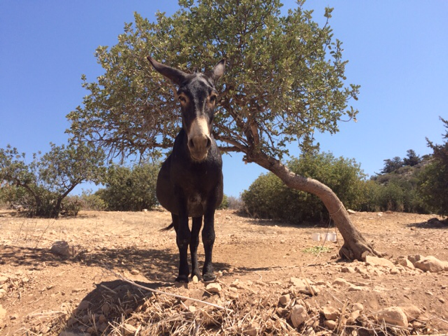 Donkey in Kamares, Cyprus