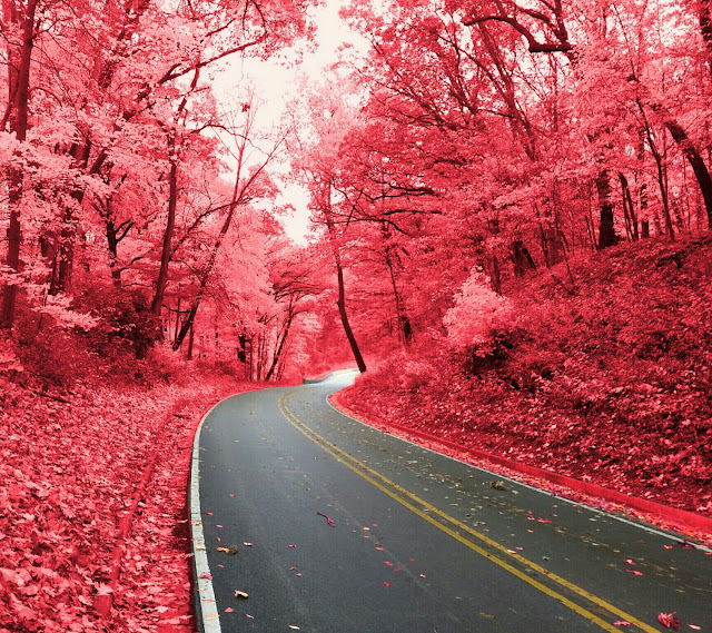 Pink Autumn HD Wallpaper,forest wallpapers,1440 x 1280 resolution wallpapers,pink wallpapers