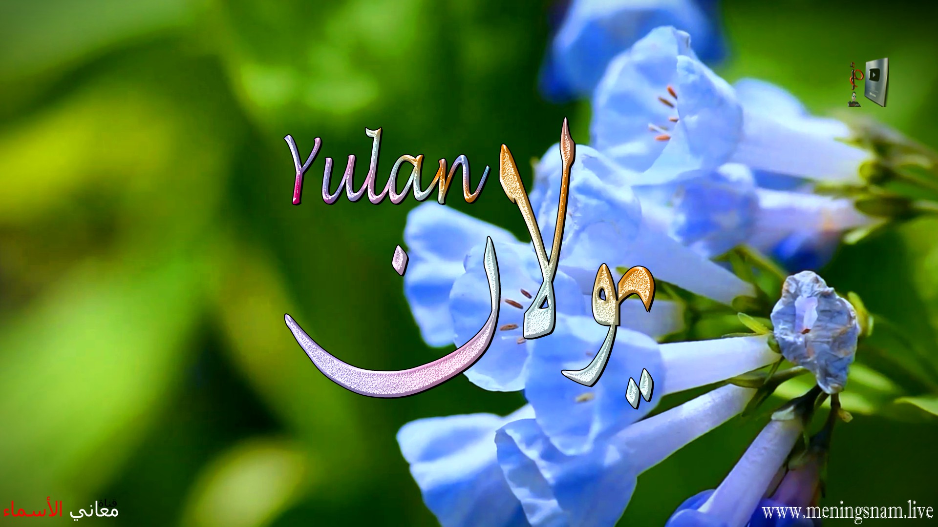 معنى اسم, يولان, وصفات, حاملة, هذا الاسم, Yulan,