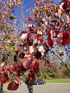 Груша Каллери (Pyrus calleryana) осенью