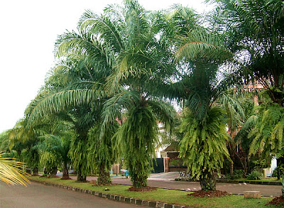 Palm Landscaping Ideas