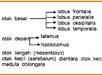 SEPUTAR OTAK