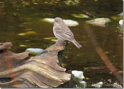 Female House Finch