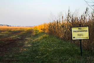 Corn field