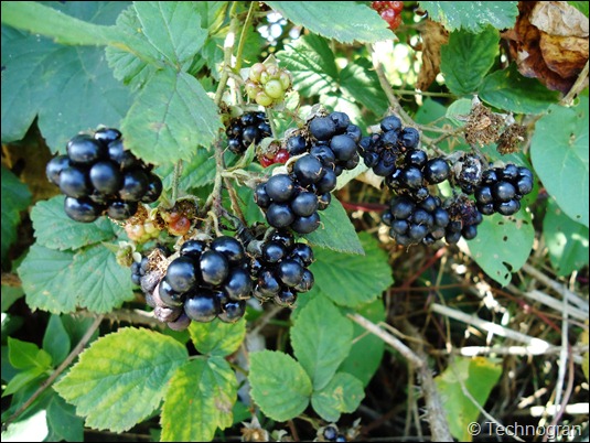 Juicy Blackberries