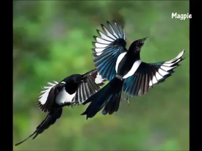 Bangladeshi national birds magpie very beautiful
