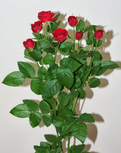 自分が使った花材事典 スプレーバラ 赤 新 花の情報局のblog