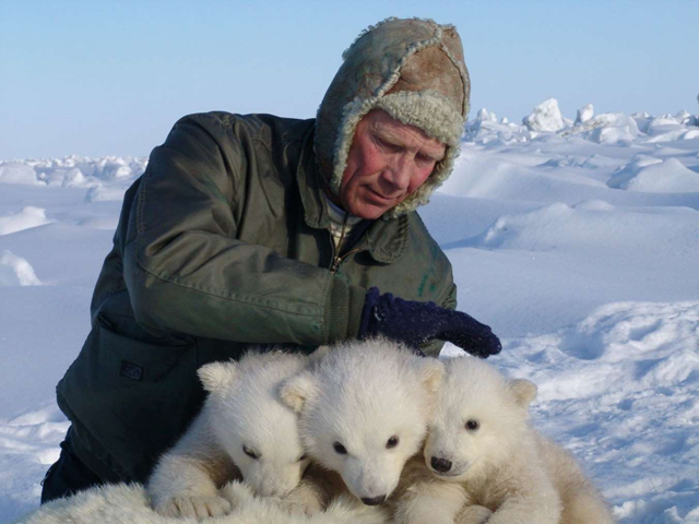 This handout photo provided by the US Geological Survey, taken in 2005 shows Steve Amstrup holding triplet polar bear cubs in Prudhoe Bay, Alaska. A new U.S.-Canada study says a key polar bear population fell nearly in half in the past decade, with scientists seeing a dramatic increase in young cubs dying. Researchers chiefly blame shrinking sea ice from global warming. Scientists from the U.S. Geological Survey and Environment Canada tagged and released polar bears in the southern Beaufort Sea from 2001 to 2010. The bear population shrank to about 900 in 2010, down from about 1,600 in 2004. Photo: USGS / AP Photo