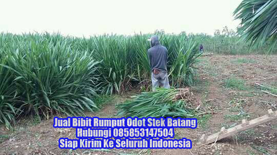 Jual Bibit Rumput Odot Medan