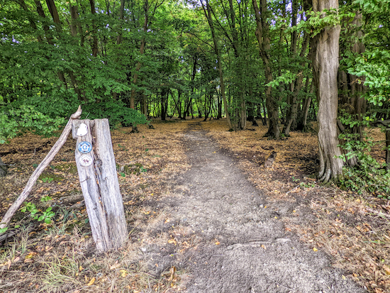 Follow Knebworth footpath 24 SE through the woodland