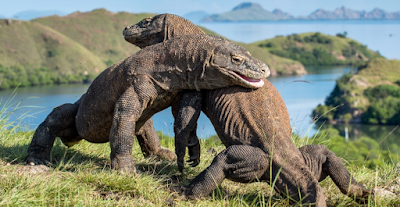 Well, during the months of July, the blisteringly hot months on Komodo, mating begins. In order to tell each other apart, the dragons use a “perfume” of sorts. Now surprisingly, only the males exhibit this scent, so when they walk by a lizard with no scent, they know it is a female.