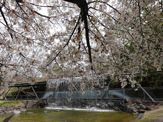 とっとり花回廊　ソメイヨシノ桜