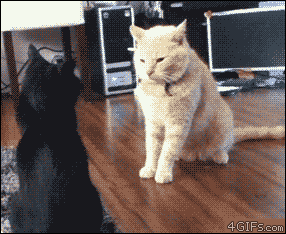 gato ataca outra inesperadamente