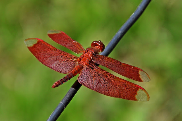Neurothemis fulvia the Fulvous Forest Skimmer