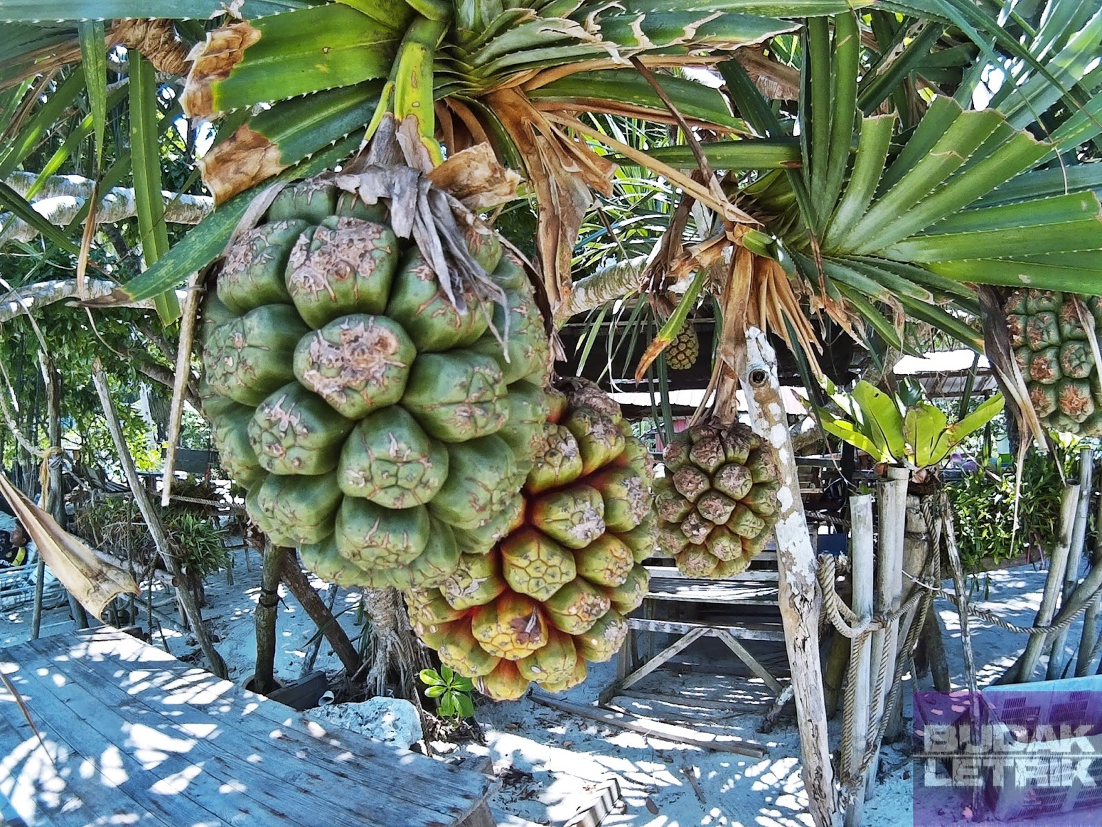 Budak Letrik: Menjejak Monkey Beach-Rumah Api Muka Head