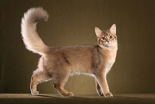 somali cat info pets kitten animal domestic