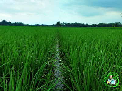 Tanaman Padi NAZWA 40 HST di Sawah Tealsungsang Tumbuh Subur