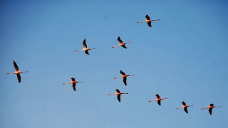 formasi V, kawanan burung