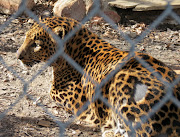 Look at this amazing Big Cat! This is a Leopard, and I believe his name is .