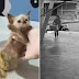 Vídeo chocante: Casal abandona filhote de gato com patas dilaceradas em frente a clínica, em Manaus