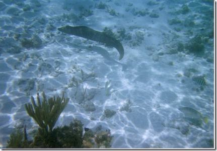 caymansnorkling12