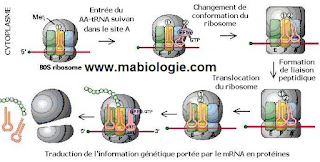 Chez les organismes procaryotes La traduction se fait au niveau des ribosomes