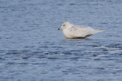 Kleine Burgemeester - Lytse Iismiuw - Larus glaucoides