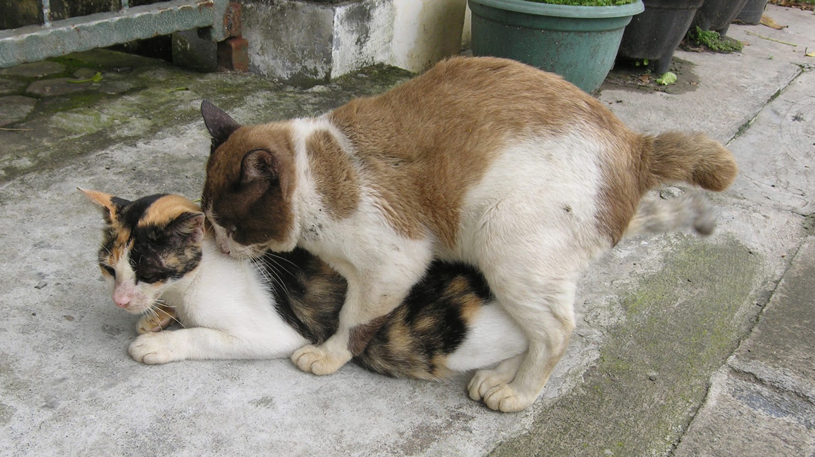 Gambar Lucu Binatang Galau Terlengkap Display Picture Unik