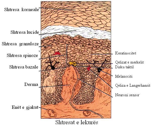 shtresat e lekures,lekura,lekure