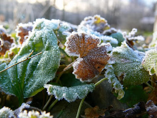 Frosty Mornings Picture