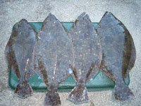 Down to Grand Isle & Stuffed Flounder