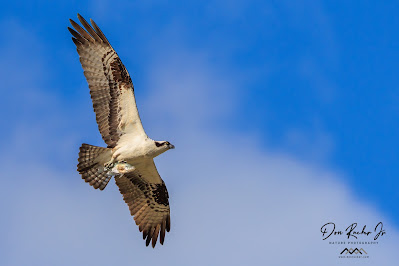 An Osprey flying with a fish in its talons, with its wings spread wide. The Osprey has a distinctive brown and white plumage, and its sharp talons grip the fish firmly. The blue sky is visible in the background, making the Osprey and the fish stand out in the image.