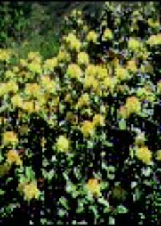 Balu karpo (Rhododendron anthopogon)